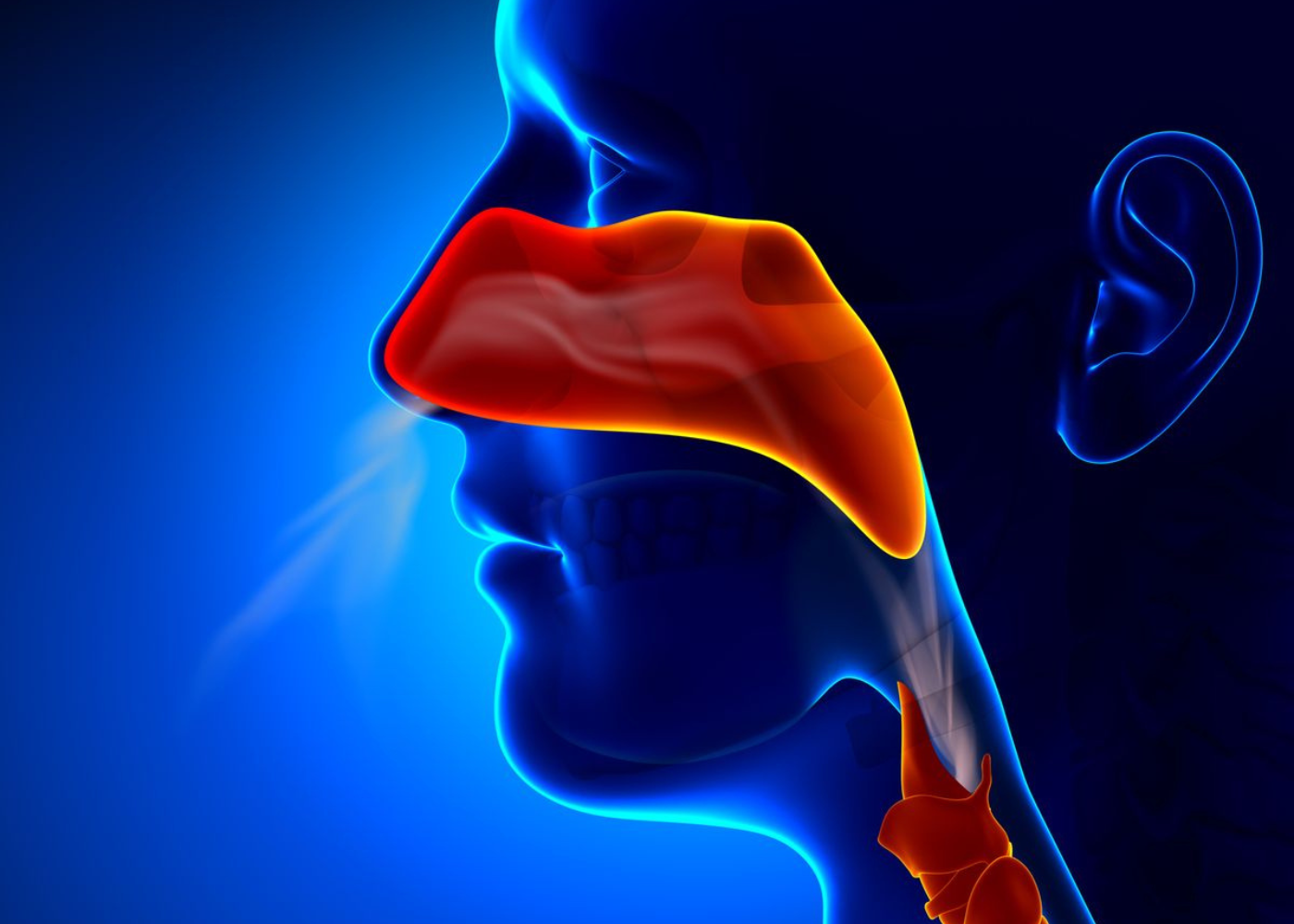 Maxillary Sinus Surgery